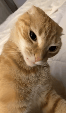 a close up of an orange cat with black eyes