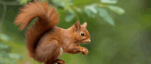 a red squirrel is standing on a tree branch with a green background