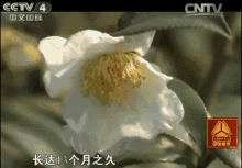 a close up of a flower with cntv on the bottom