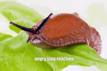 a snail on a green leaf with the words angry slug reaction above it