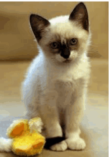 a white kitten is sitting next to a yellow stuffed duck