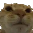 a close up of a cat 's face on a white background
