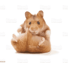 a small brown hamster is sitting on its hind legs on a white background .