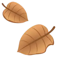 two brown leaves on a white background