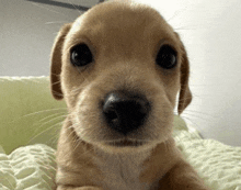 a close up of a puppy laying on a blanket