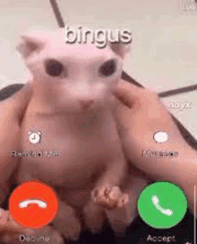 a person is holding a hairless cat in their hands while it is talking on a cell phone .