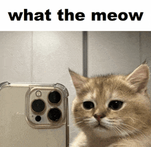 a cat is looking at the camera of a cell phone and the caption says what the meow