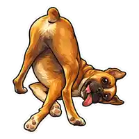 a boxer dog laying on its back with its tongue sticking out