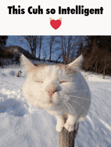 a cat with its eyes closed is sitting on a post in the snow with the words " this cuh so intelligent " above it