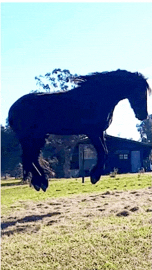 a black horse jumping in the air in a field