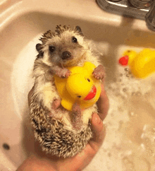 a person is holding a hedgehog with a yellow rubber duck in its mouth .