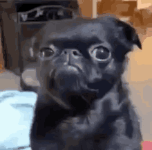 a black pug dog is making a funny face while sitting on a bed .