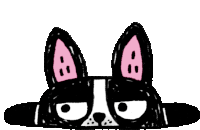 a black and white dog with pink ears is looking out of a hole .