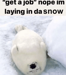 a picture of a seal laying in the snow with the caption " get a job nope im laying in da snow "