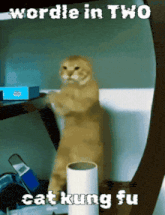 a cat standing on its hind legs with the words " wordle in two cat kung fu "