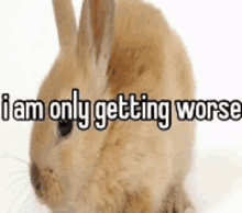 a rabbit with the words `` i am only getting worse '' written on it