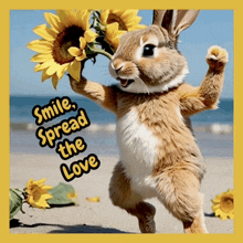 a picture of a bunny holding a sunflower with the words smile spread the love