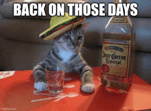 a cat wearing a sombrero next to a bottle of jose cuervo tequila