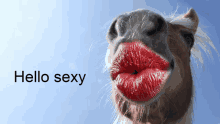 a horse with red lipstick on its lips with the words hello sexy below it