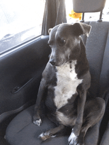 a black and white dog sitting in a car seat