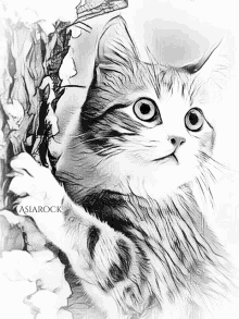 a black and white drawing of a cat with asiarock written on the bottom right