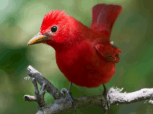 a red bird with a yellow beak perched on a branch