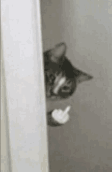 a cat is peeking out from behind a door .