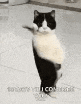 a black and white cat is standing on its hind legs on a tile floor .