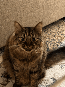 a cat is sitting on a rug next to a couch and looking at the camera