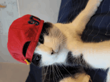 a black and white cat wearing a red hat with the letters tg on it