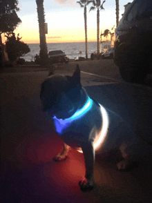 a dog wearing a glow in the dark collar is sitting in front of a car