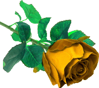 a yellow rose with green leaves is against a white background