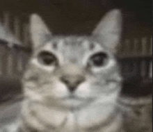 a close up of a cat 's face looking at the camera with a blurry background .