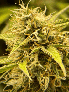 a close up of a marijuana plant with a few leaves visible