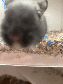 a close up of a hamster 's face in a cage with a blue t on the wall behind it