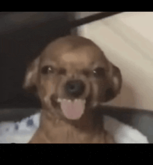 a close up of a dog sticking its tongue out and smiling .