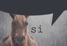 a horse is standing in the rain with a speech bubble that says si