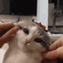 a close up of a person petting a white cat .