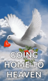 a white dove is flying in the sky holding a red heart in its beak .