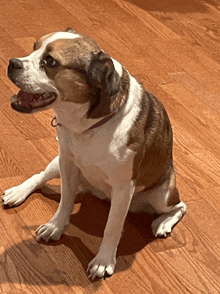 a brown and white dog with its mouth open