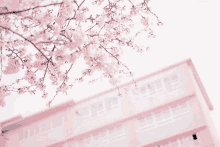 a pink building with cherry blossoms on the branches in front of it .