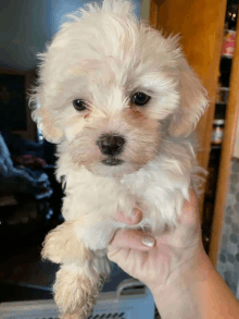 a person is holding a small white puppy with black eyes