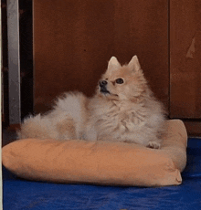 a pomeranian dog is laying on a pillow on a blue floor .