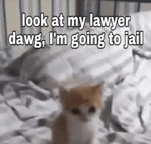 a cat is laying on a bed with the words look at my lawyer dawg i 'm going to jail