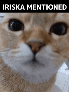 a close up of a cat 's face with the caption iriska mentioned