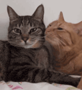 two cats are laying next to each other and one is licking the other 's nose