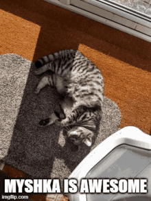 a cat is laying on its back on a rug next to a litter box and a window .