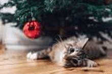 a cat is laying under a christmas tree .