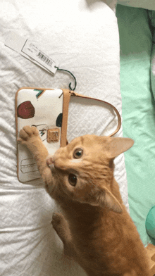 a cat is playing with a purse that has a tag that says ' n ' on it