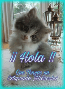 a greeting card with a kitten and the words " hola "